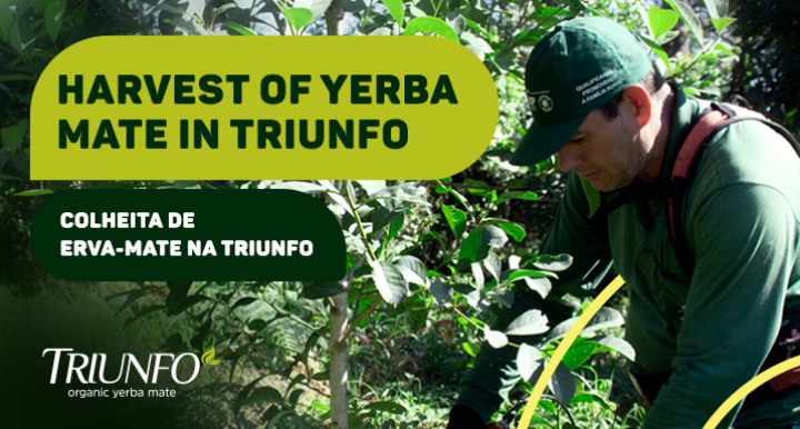 Find out how Triunfo's yerba mate harvest works  