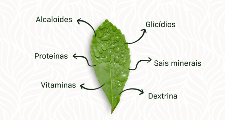 Conheça os benefícios da erva-mate para a saúde
